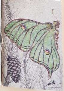 libretas papel hierba-Mariposa graellsia-sirem wild