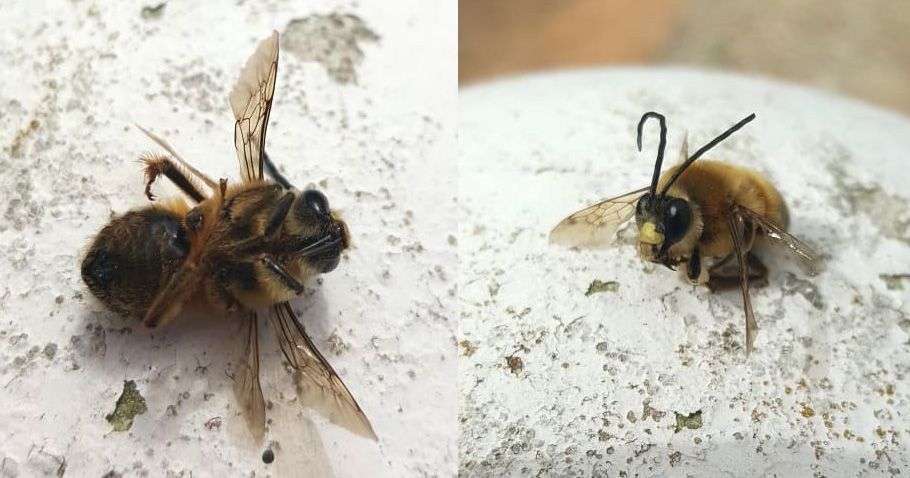 Polinizadores abejas en primavera-abejas muertas-pesticidas-sirem wild
