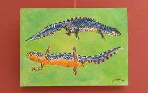 triton alpino-Ichthyosaura alpestris-sirem wild-pintura