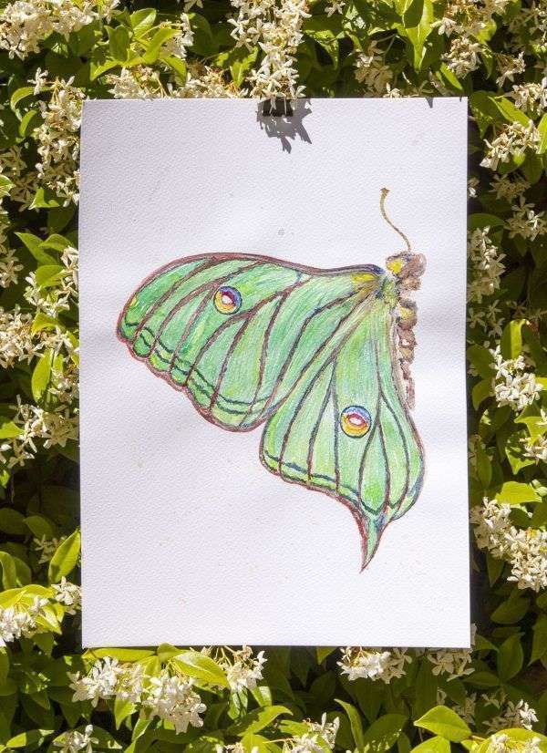 dibujo acuarela mariposa graellsia isabellae-sirem wild