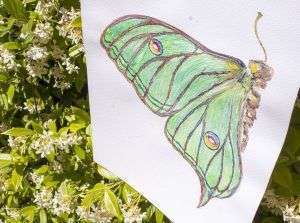 dibujo acuarela mariposa graellsia isabellae-sirem wild