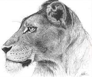 dibujo leona boligrafo-sirem wild