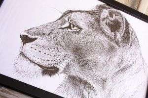 dibujo leona ilustracion-sirem wild