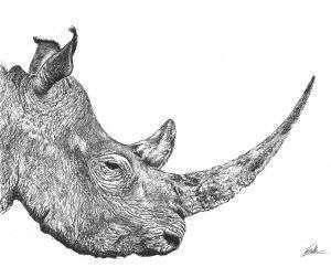 dibujo rinoceronte boligrafo-sirem wild
