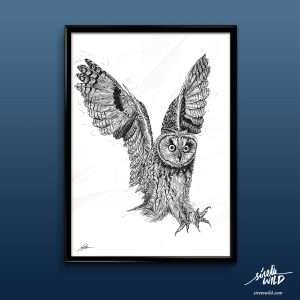 dibujo buho chico-aves rapaces nocturnas-sirem wild