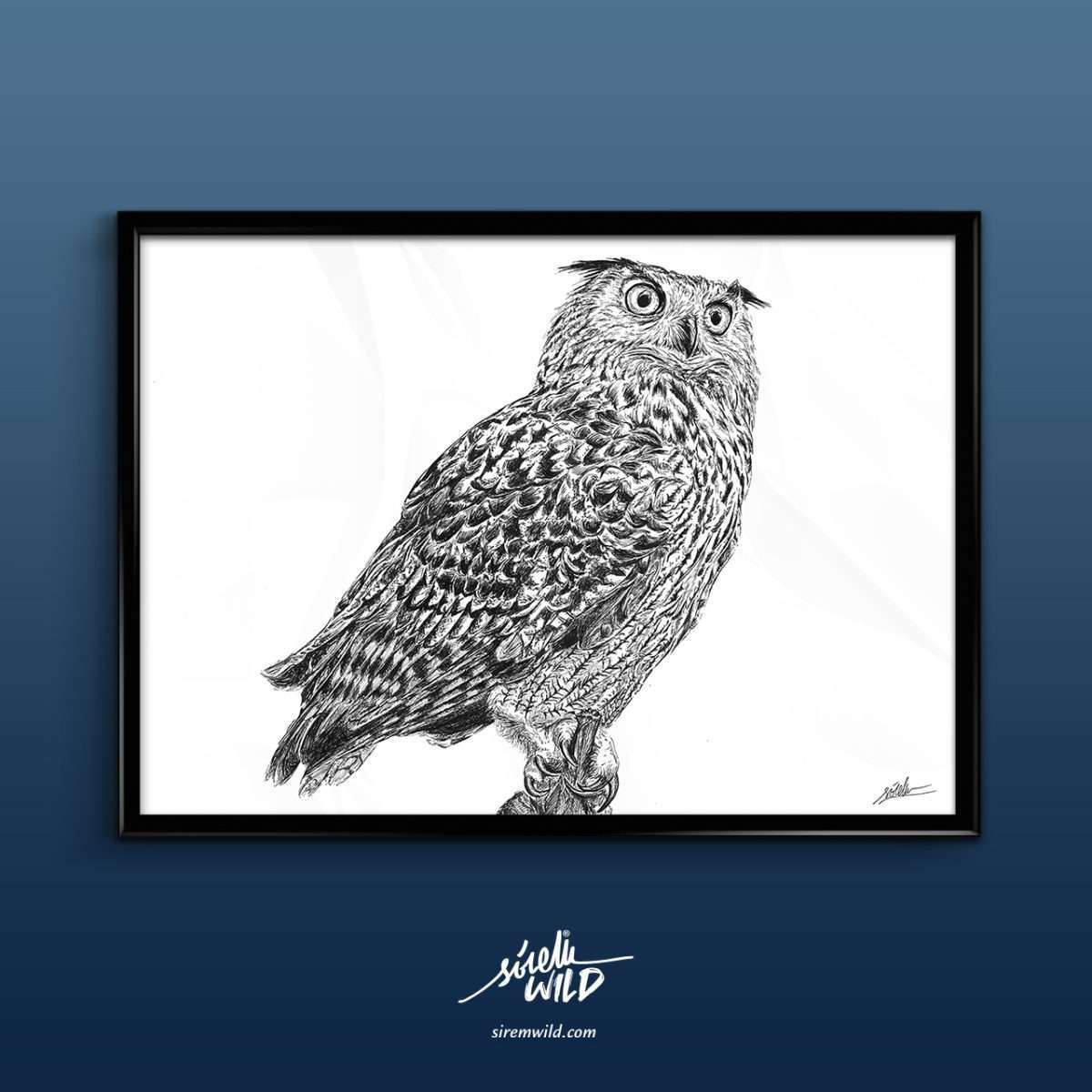 dibujo buho real-aves rapaces nocturnas-sirem wild